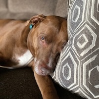 Couch Dozer